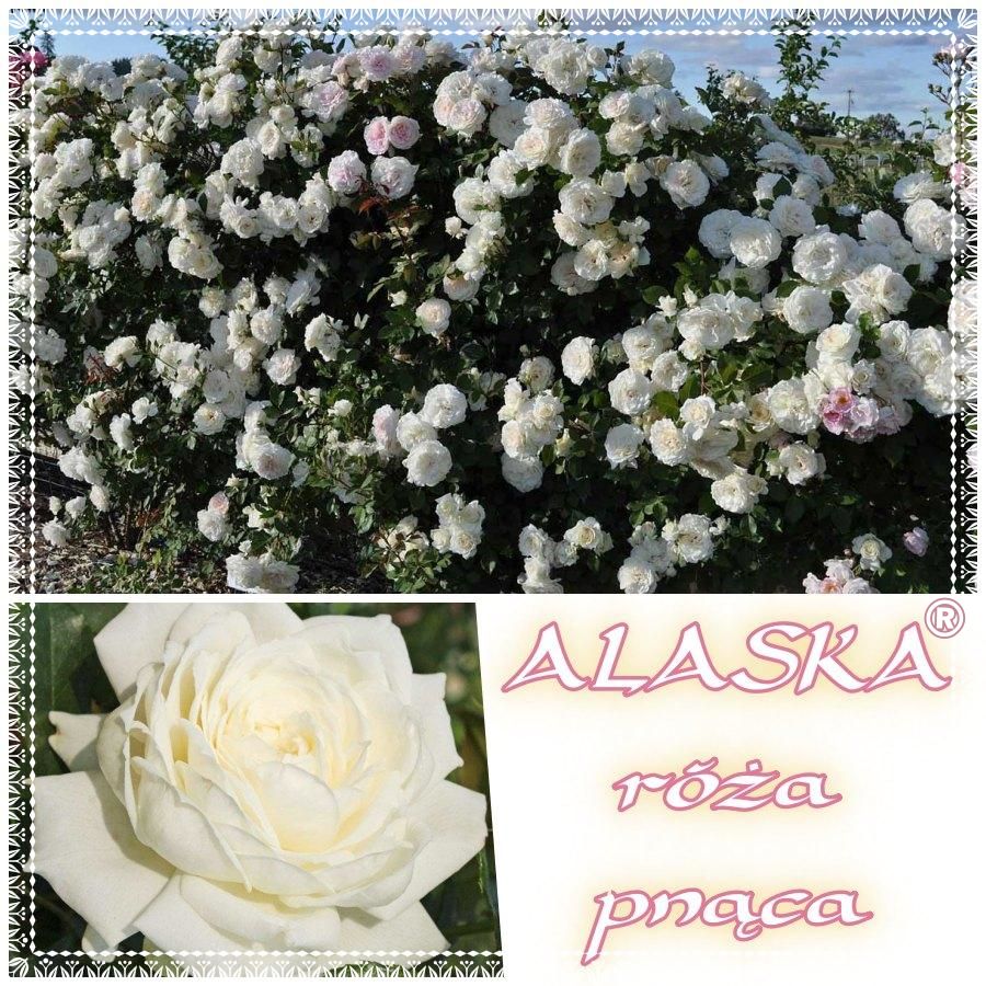 Alaska róża pnąca